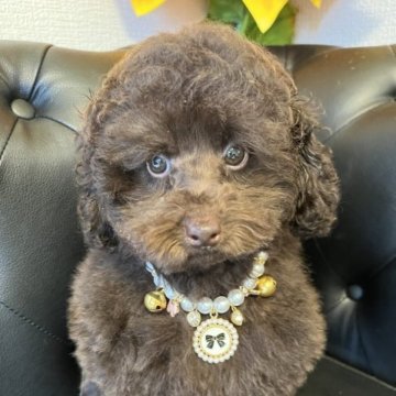 トイプードル(タイニー)【宮崎県・男の子・2023年1月10日・ブラウン】の写真「穏やかな優しい子♡両親遺伝子検査クリアの子です♡」