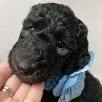 スタンダードプードル【宮崎県・男の子・2022年10月4日・シルバーかブラック】の写真「末っ子の甘えん坊くん♫」