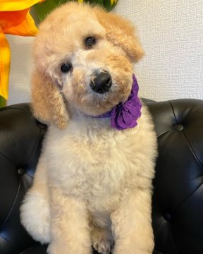 スタンダードプードル【宮崎県・男の子・2022年2月27日・クリーム】の写真「骨格しっかりしてて可愛い男の子です。」