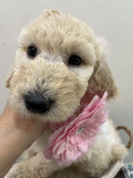 スタンダードプードル【宮崎県・女の子・2022年3月7日・クリーム】の写真「小振りで可愛い子です。」