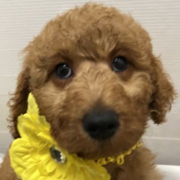 スタンダードプードル【宮崎県・女の子・2023年1月28日・レッド(薄め)】の写真「ミディアムサイズのかわいい女の子♡」