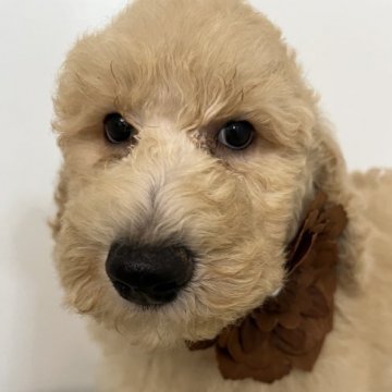 スタンダードプードル【宮崎県・男の子・2022年3月7日・クリーム】の写真「優しいカラーの男の子です。」