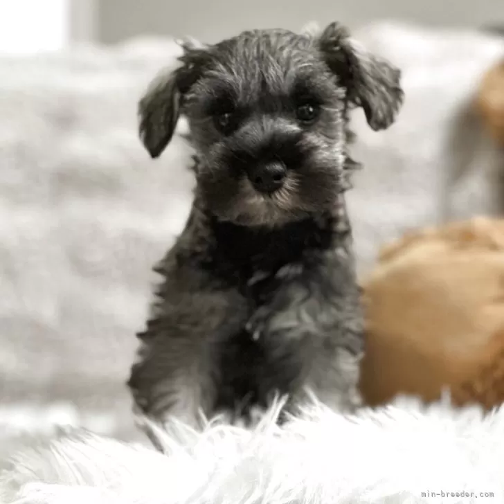 ミニチュアシュナウザー【北海道・男の子・2025年9月17日・ソルトアンドペッパー】の写真1