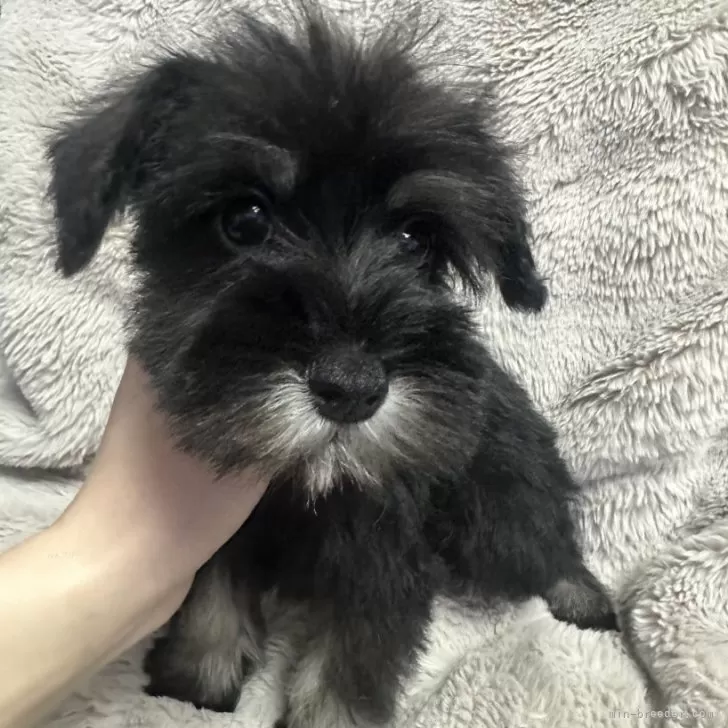 ID:2503-02784の子犬