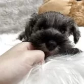 ミニチュアシュナウザー【北海道・男の子・2025年9月17日・ソルトアンドペッパー】の写真4