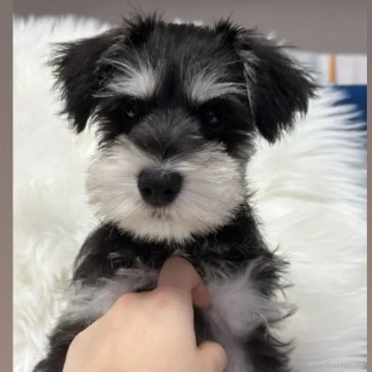 ID:2312-00670の子犬