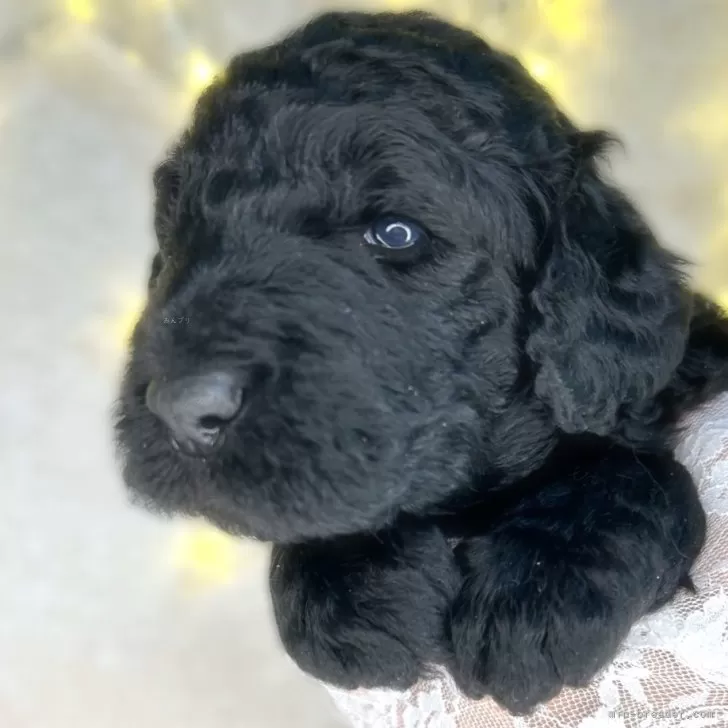 ID:2412-03786の子犬