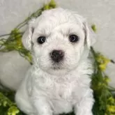 ビションフリーゼ