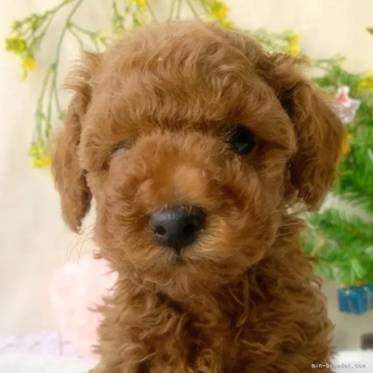 ID：2212-00500の子犬