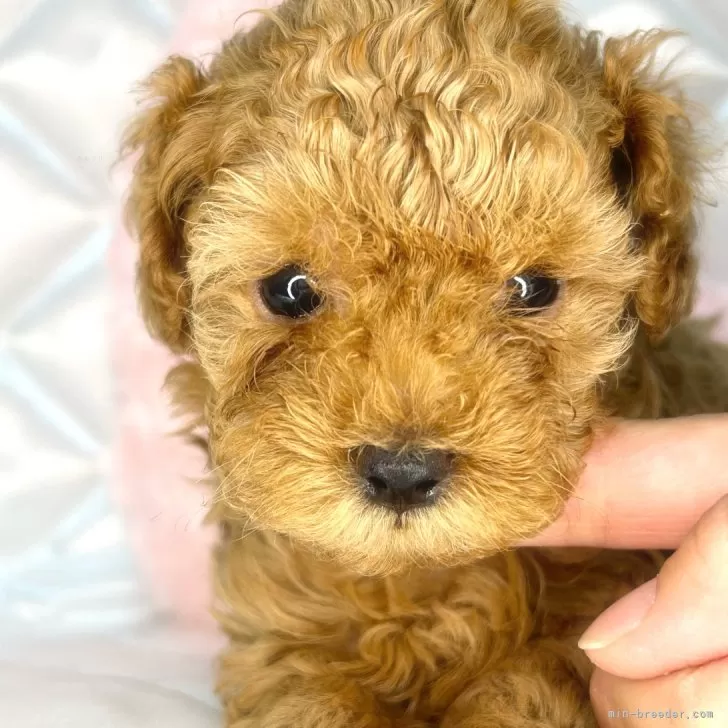 ID：2409-01920の子犬