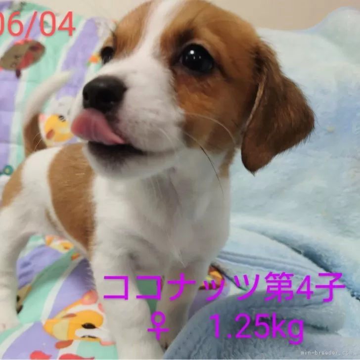 ジャックラッセルテリア【岡山県・女の子・2025年4月21日・ホワイト&タン】の写真1