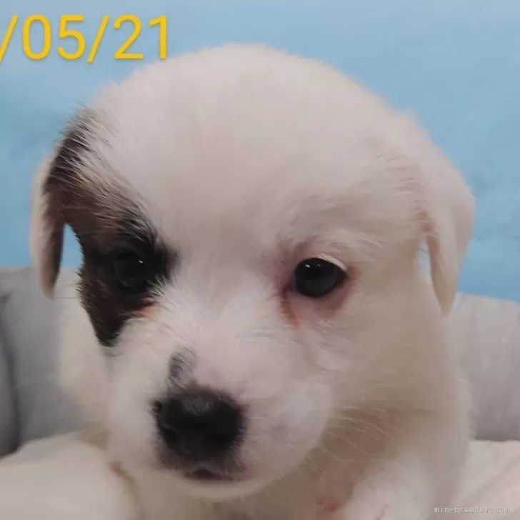 わんちゃん 様のお迎えした子犬