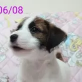 ジャックラッセルテリア
