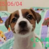ジャックラッセルテリア