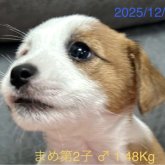 ジャックラッセルテリア