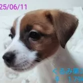 ジャックラッセルテリア
