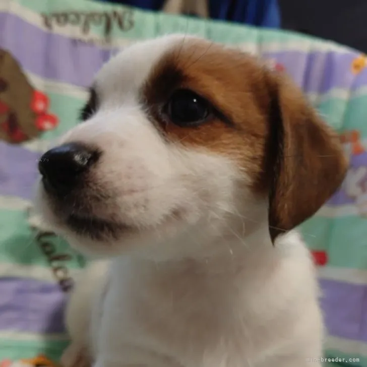 ID：2310-03465の子犬