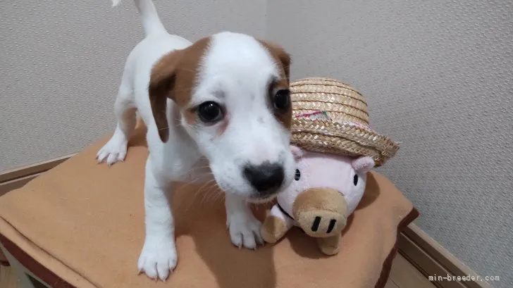 ID:2111-01042の子犬