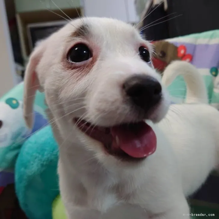 ID:2302-04521の子犬