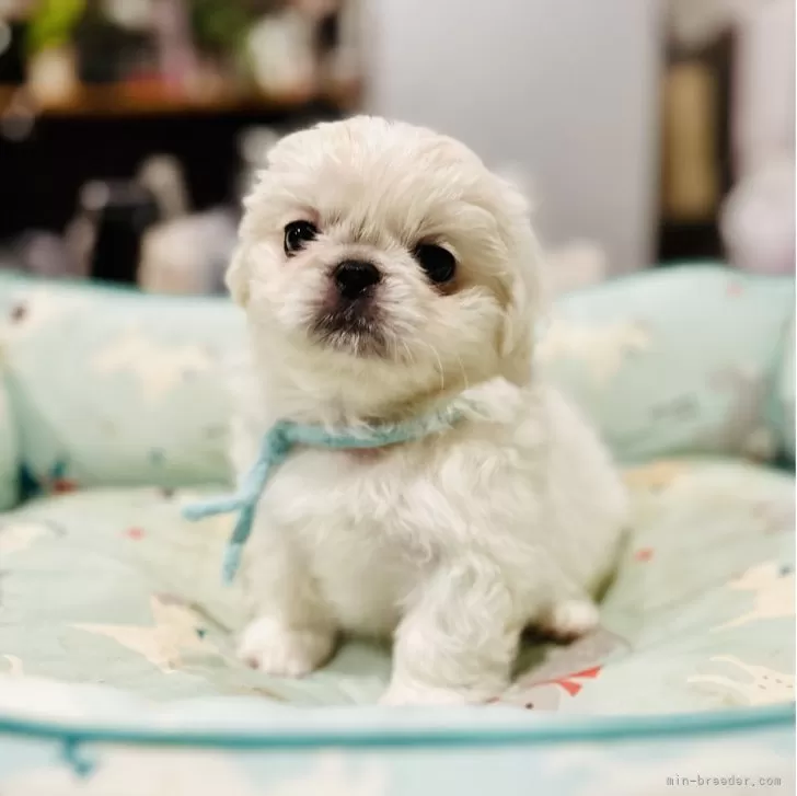 ID:2508-02387の子犬