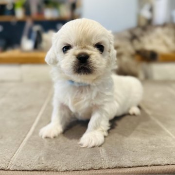 ペキニーズ【香川県・男の子・2025年7月14日・ホワイト】の写真「ヨチヨチ可愛い😍」