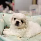 ペキニーズ