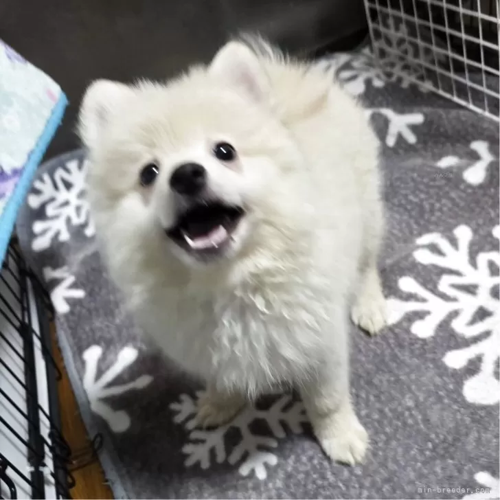 ID:2506-04354の子犬