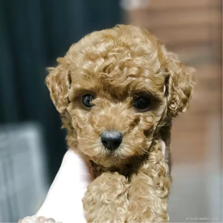 りつ 様のお迎えした子犬