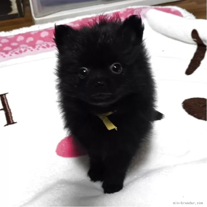 S.S 様のお迎えした子犬