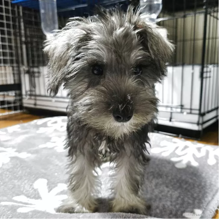 ID：2506-04759の子犬