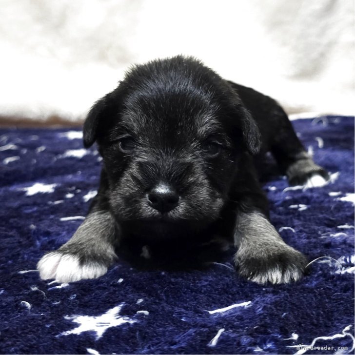 ブリーダー画像