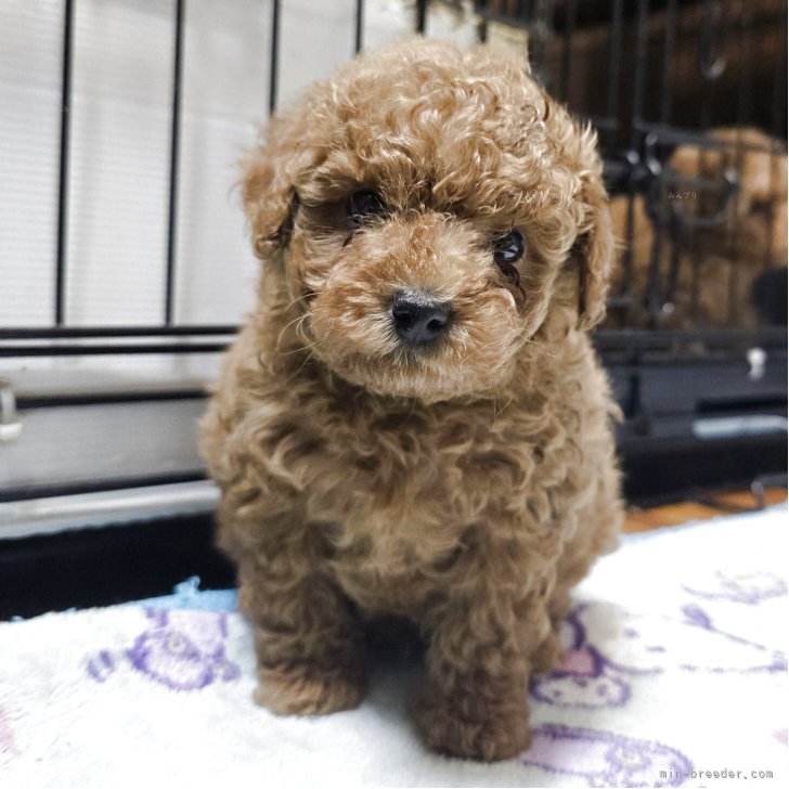 ブリーダー画像