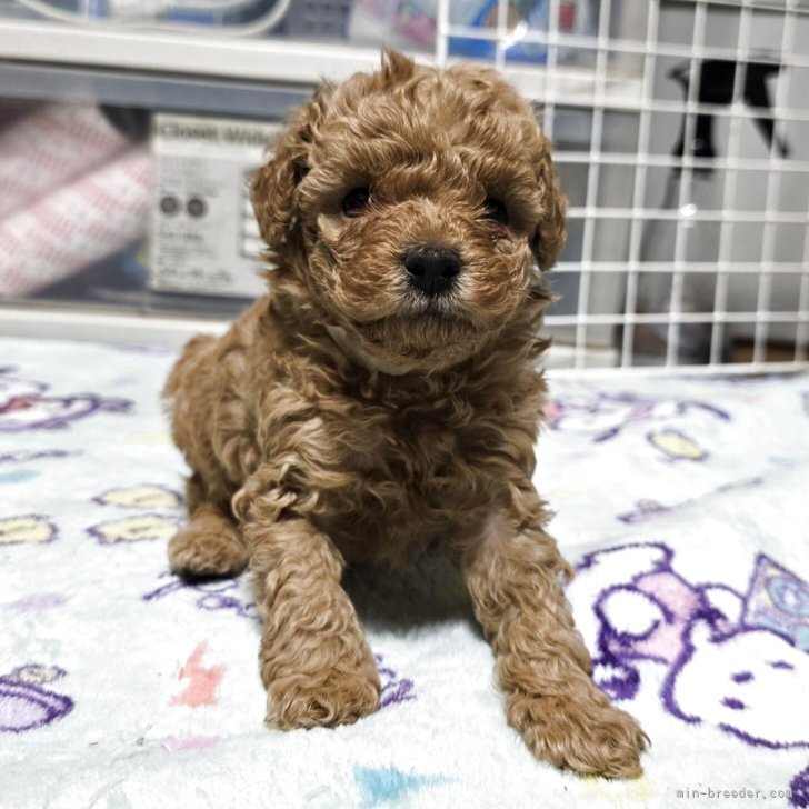 ブリーダー画像