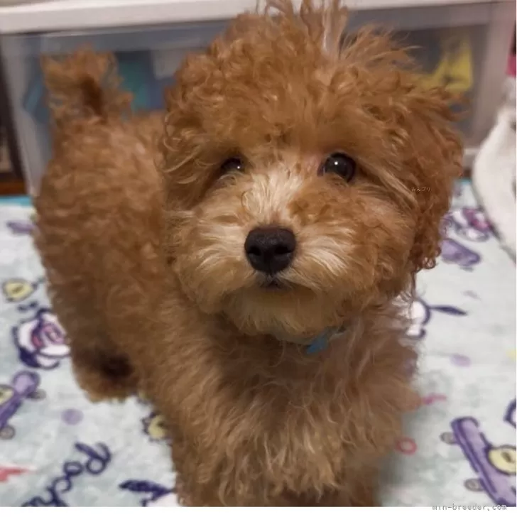 ID:2503-01635の子犬