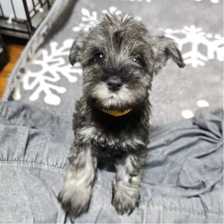 ID：2508-08507の子犬