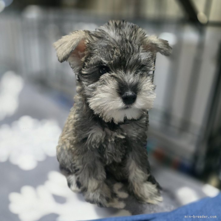 H.Y 様のお迎えした子犬