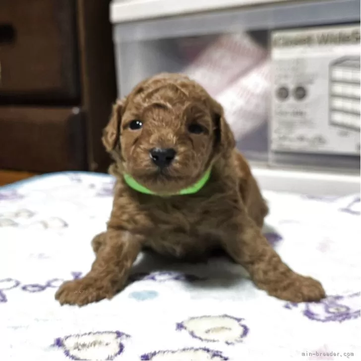 トイプードル(トイ)【岡山県・男の子・2025年10月14日・アプリコット】の写真1