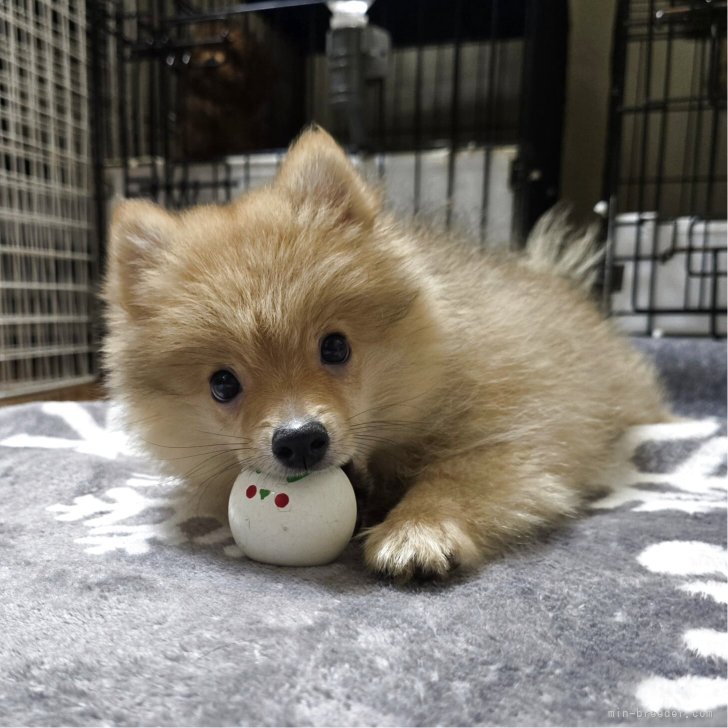 ブリーダー画像