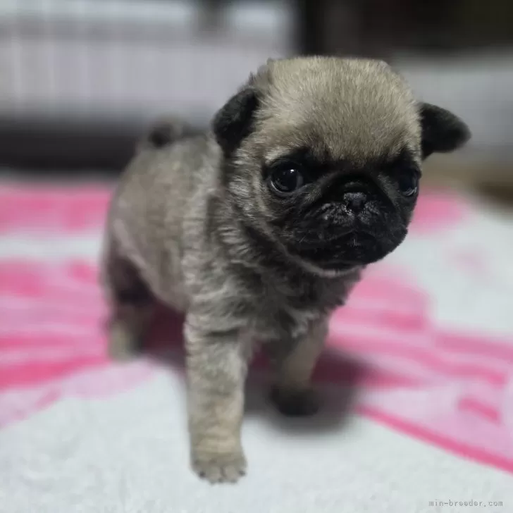 T.K 様のお迎えした子犬