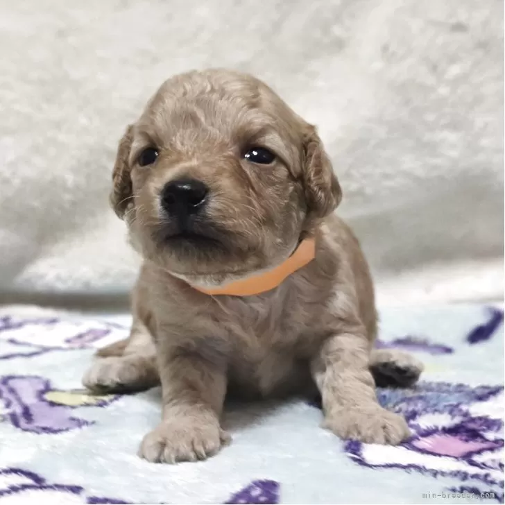 トイプードル(トイ)【岡山県・女の子・2025年10月7日・クリーム】の写真1