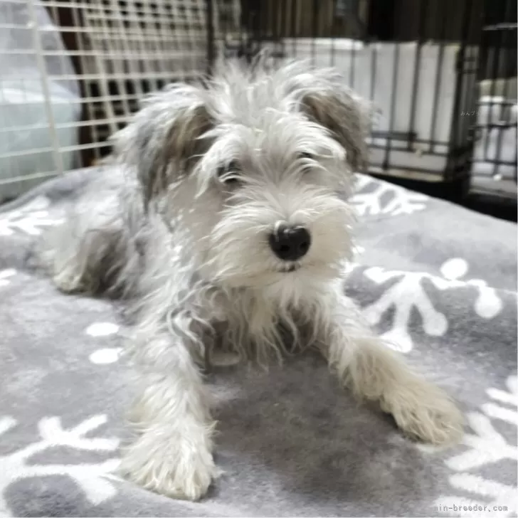 ミニチュアシュナウザー【岡山県・女の子・2025年5月26日・ソルト&amp;ペッパー】の写真1