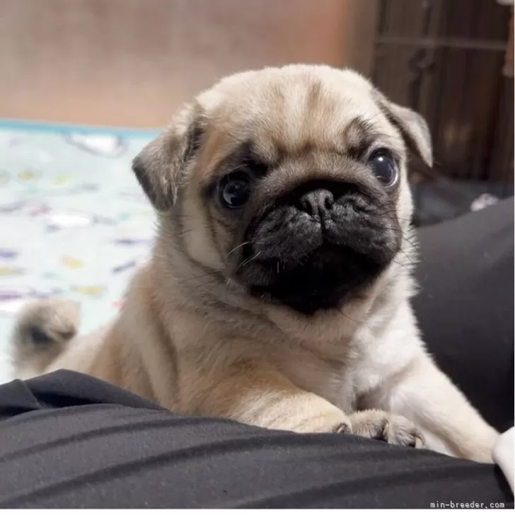 ID：2505-06361の子犬