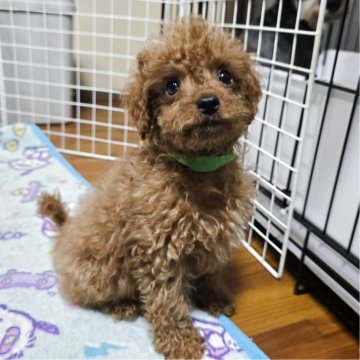 トイプードル(トイ)【岡山県・男の子・2025年8月18日・アプリコット】の写真「見学後一緒に帰れます」