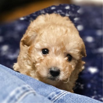 トイプードル(トイ)【岡山県・男の子・2025年10月7日・アプリコット】の写真「可愛いです」