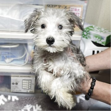 ミニチュアシュナウザー【岡山県・女の子・2025年5月26日・ソルト&ペッパー】の写真「キレイなシルバーグレイカラーになりそうです」