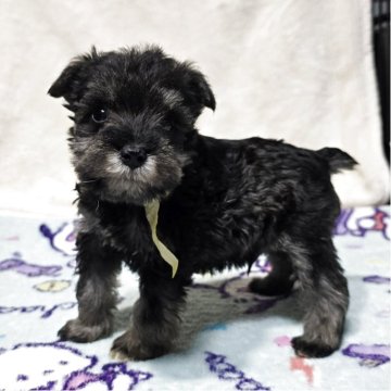 ミニチュアシュナウザー【岡山県・男の子・2025年11月1日・ソルト&ペッパー】の写真「可愛いくなってます」