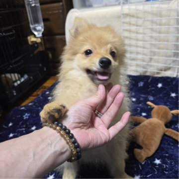 ポメラニアン【岡山県・男の子・2025年7月27日・オレンジ】の写真「早く家族を探してあげたい価格です（体調問題なし）」