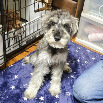 ミニチュアシュナウザー【岡山県・女の子・2025年5月24日・ソルト&ペッパー】の写真「見学後一緒に帰れます」