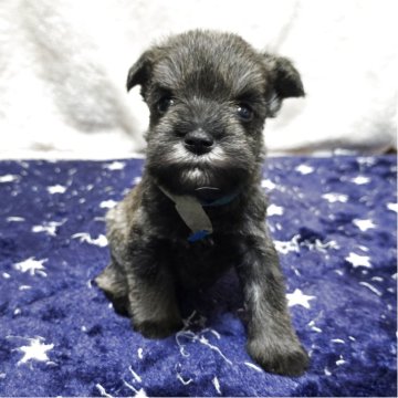 ミニチュアシュナウザー【岡山県・男の子・2025年11月1日・ソルト&ペッパー】の写真「ちょこちょこ歩きだしました」