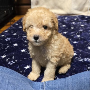 トイプードル(トイ)【岡山県・男の子・2025年10月7日・クリーム】の写真「可愛いです」